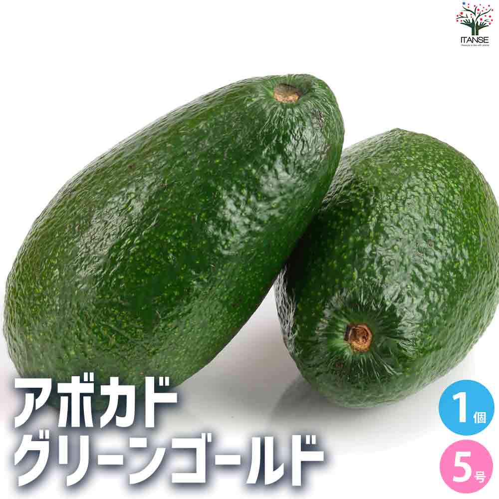 アボカド グリーンゴールド 【果樹の苗木 5号ポット／1個売り