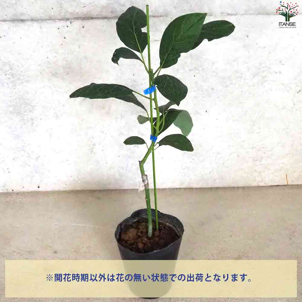 アボカド グリーンゴールド 【果樹の苗木 5号ポット／1個売り