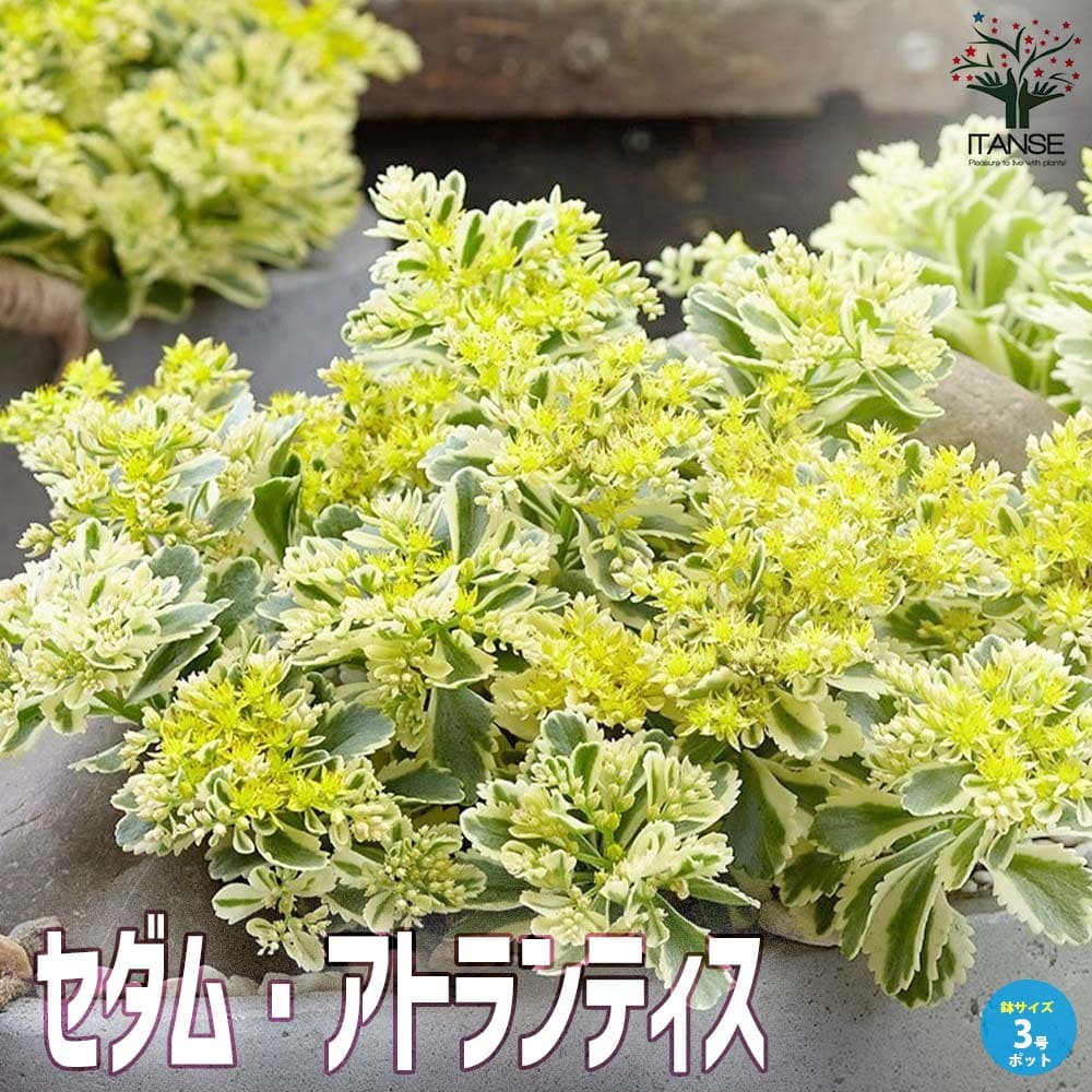 セダム アトランティス【多肉植物 3号ポット苗】