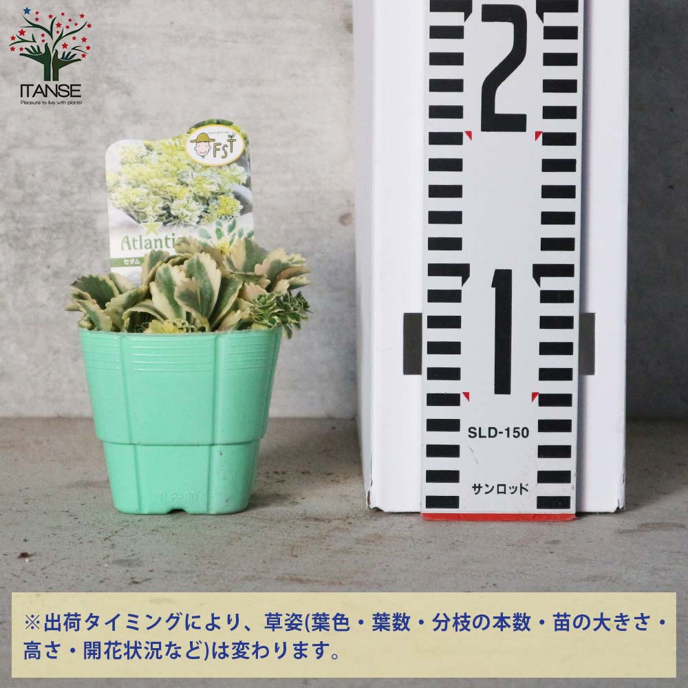 セダム アトランティス【多肉植物 3号ポット苗】