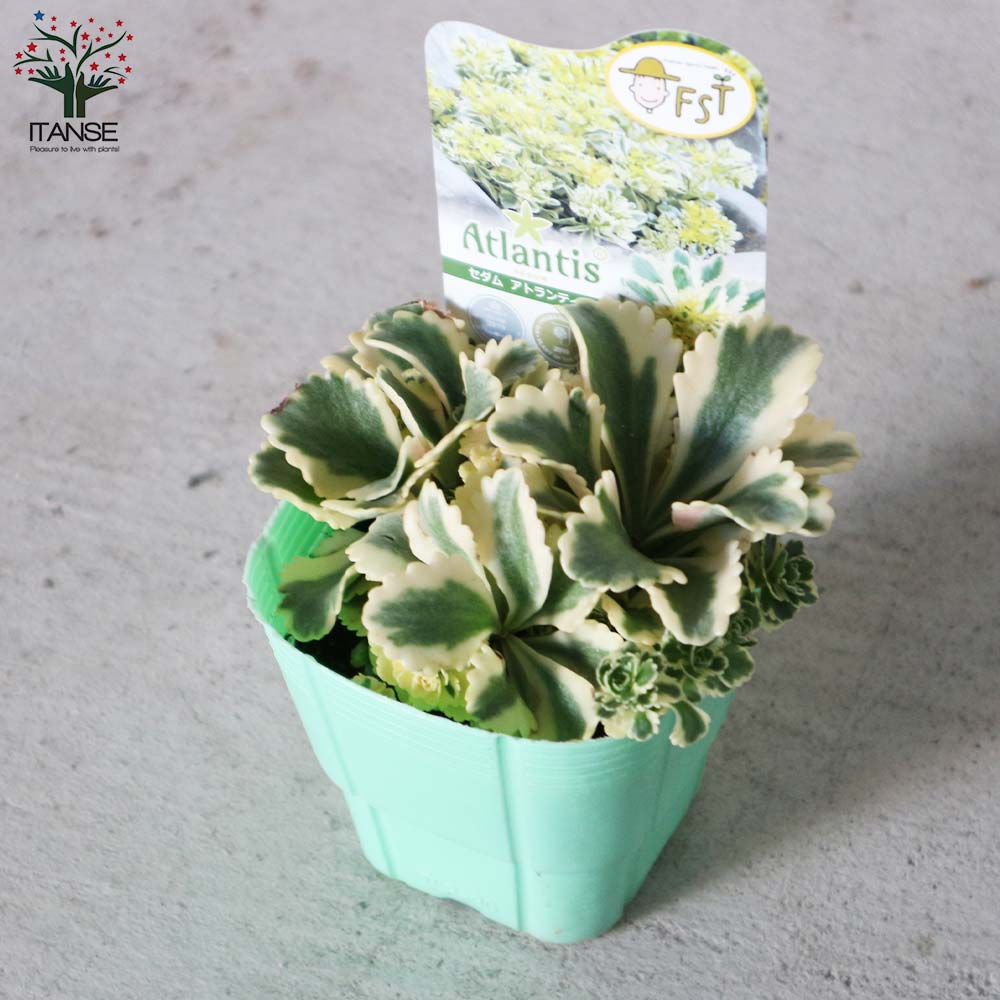 多肉植物 楽天市場】［セット購入者限定の追加単品購入用］農場直送！多肉植物 1