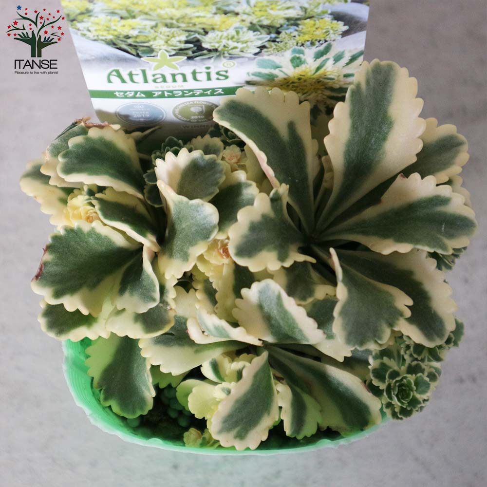 セダム アトランティス【多肉植物 3号ポット苗】｜ 【植物の