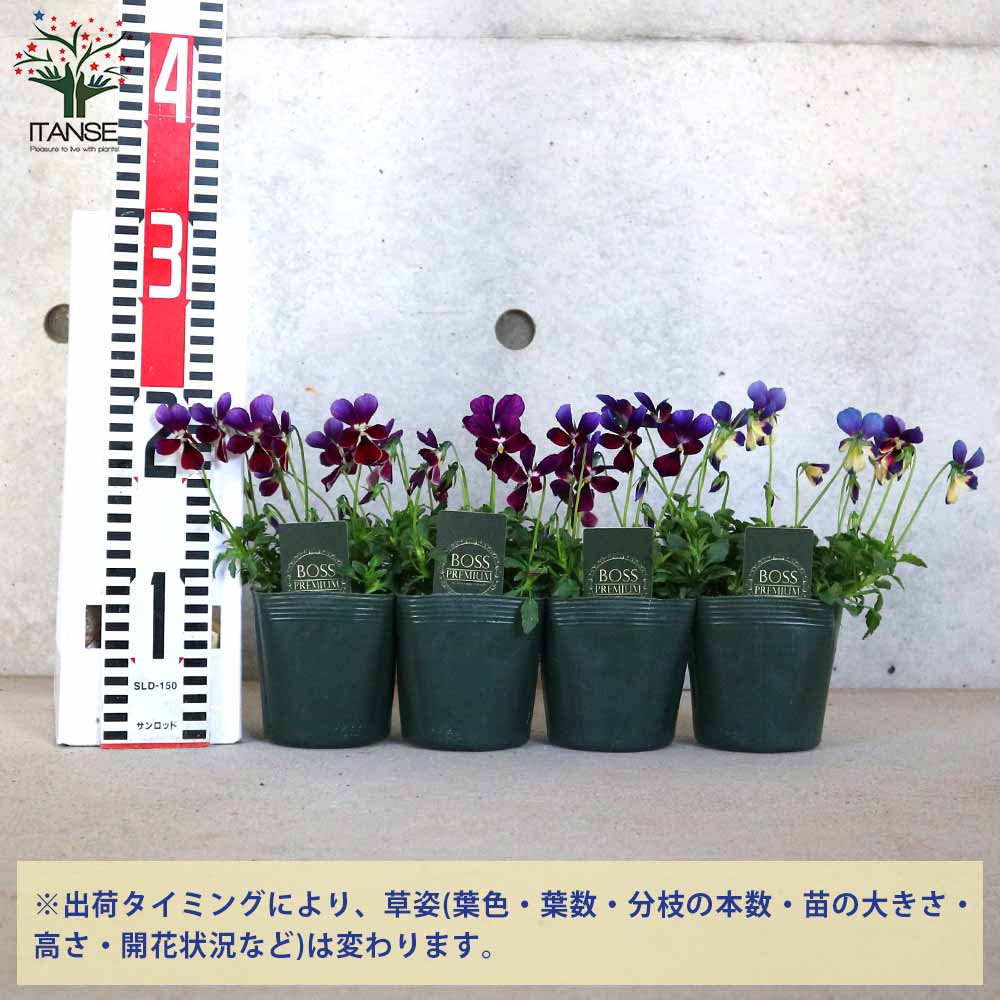ビオラ・BOSSPREMIUMミステリアスバニー・ブルー系3個~【花苗 3.5号苗】