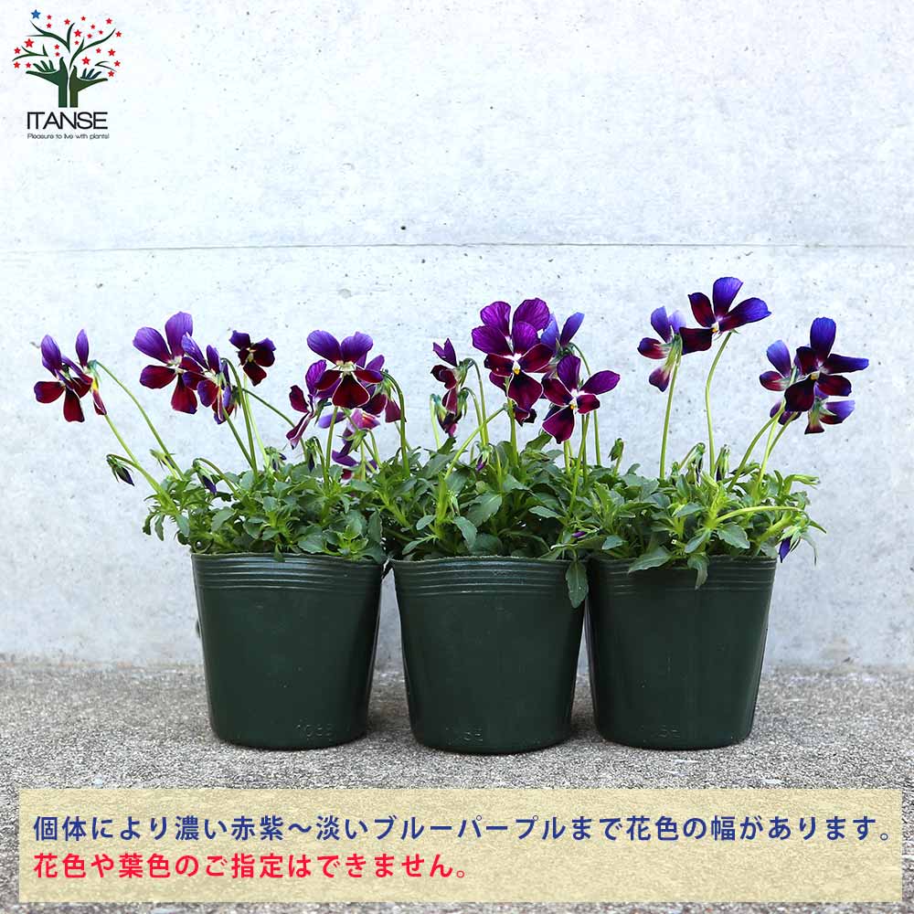 ビオラ・BOSSPREMIUMミステリアスバニー・ブルー系3個~【花苗 3.5号苗】