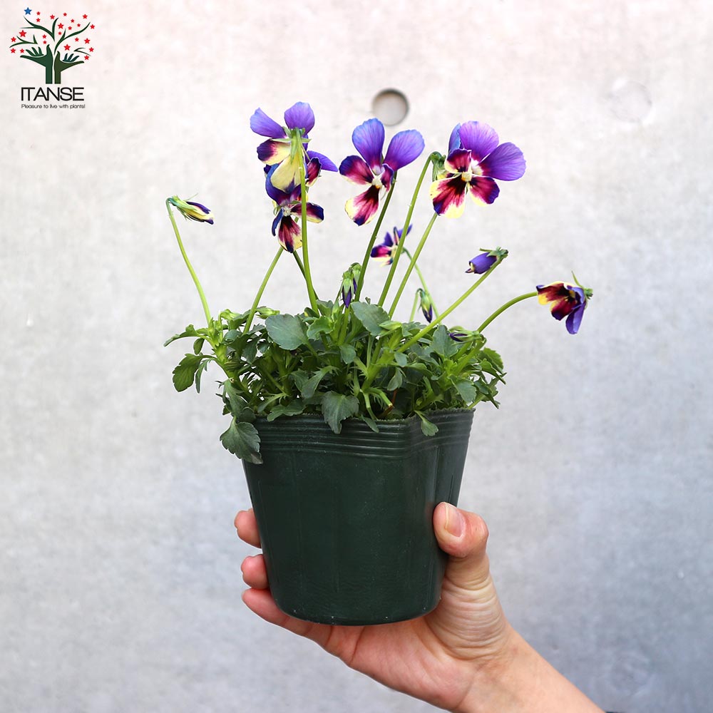 ビオラ・BOSSPREMIUMミステリアスバニー・ブルー系3個~【花苗 3.5号苗】