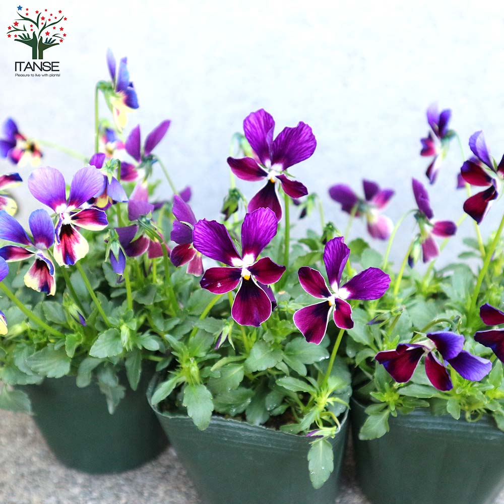 ビオラ・BOSSPREMIUMミステリアスバニー・ブルー系3個~【花苗 3.5号苗】