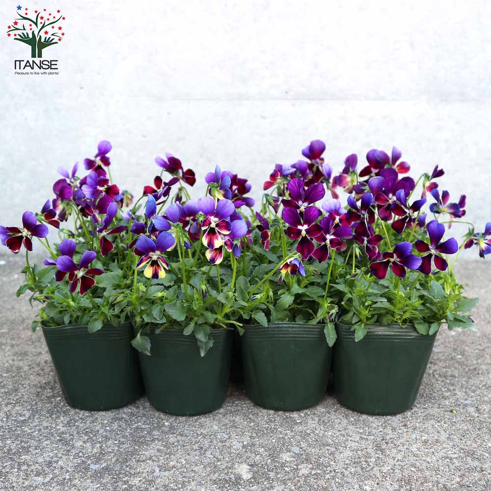 ビオラ・BOSSPREMIUMミステリアスバニー・ブルー系3個~【花苗 3.5号苗】