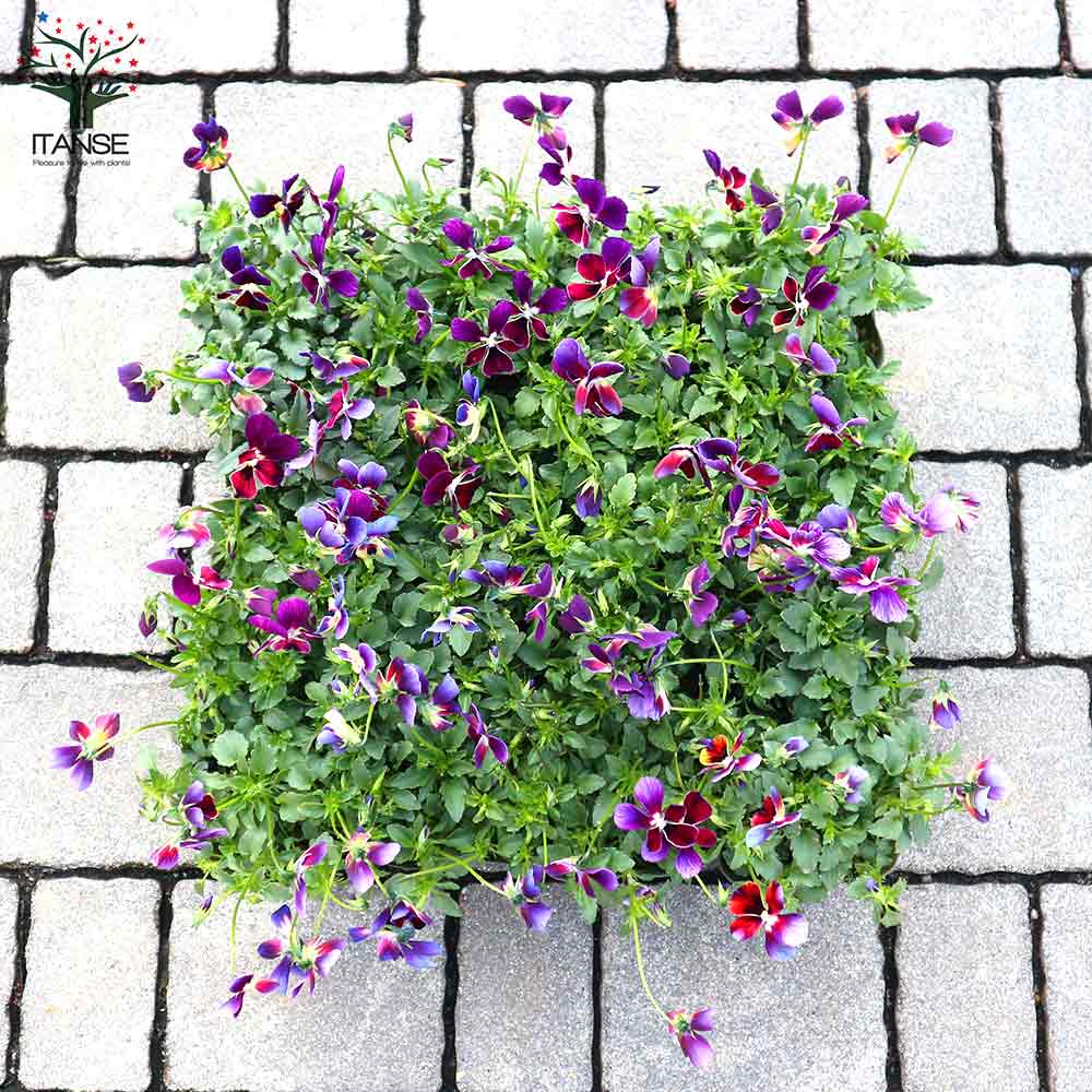 ビオラ・BOSSPREMIUMミステリアスバニー・ブルー系3個~【花苗 3.5号苗】