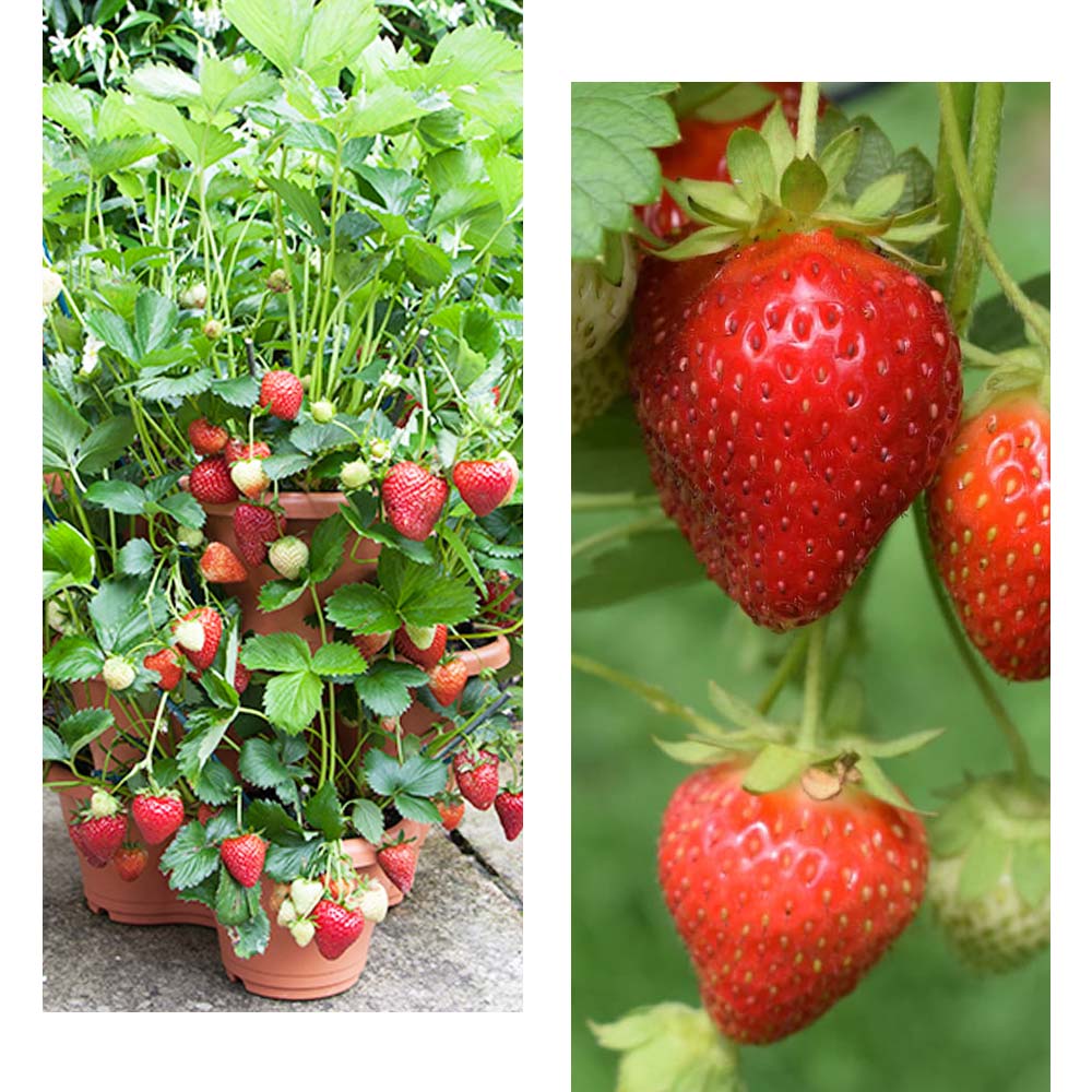 ありすいちご Amazon.co.jp: ITANSE いちご苗 すずなり大実いちご 野菜