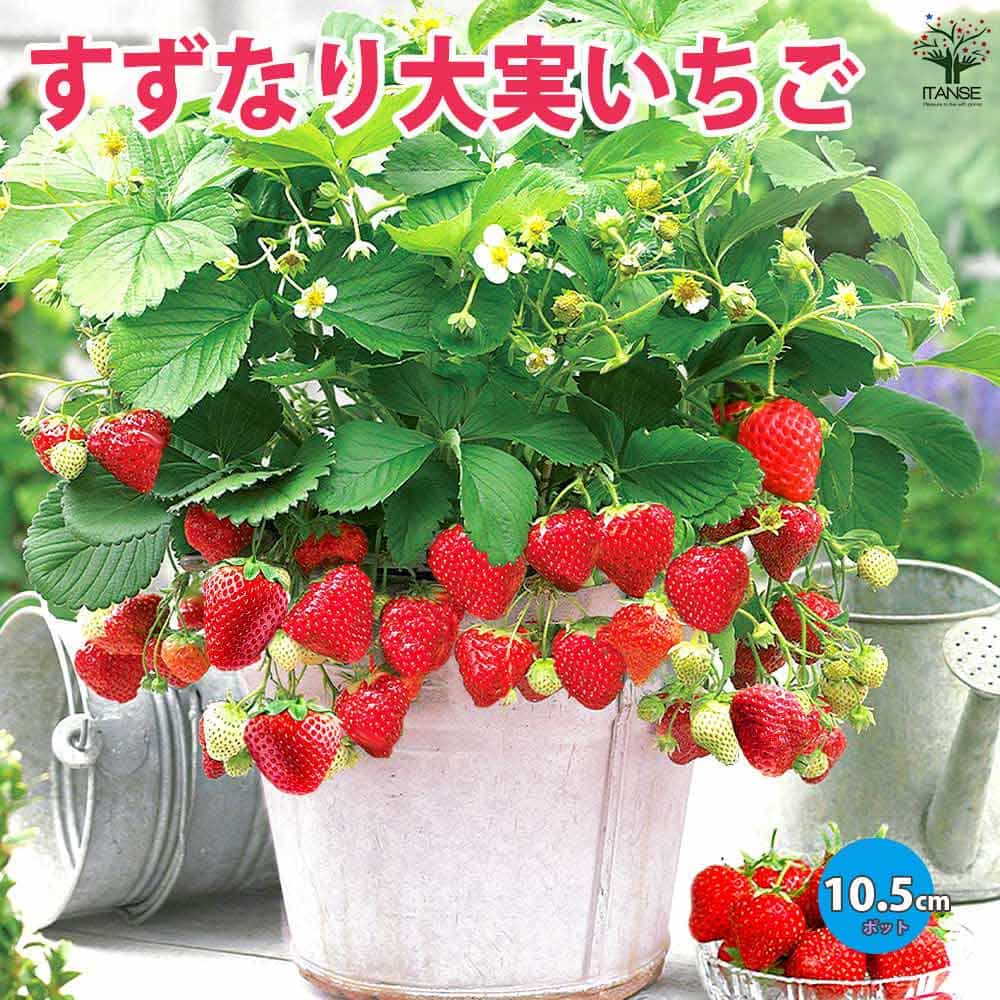 すずなり大実いちご2個～【野菜苗 10.5cmポット】｜ 【植物の