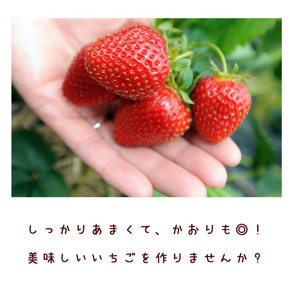 すずなり大実いちご2個～【野菜苗 10.5cmポット】