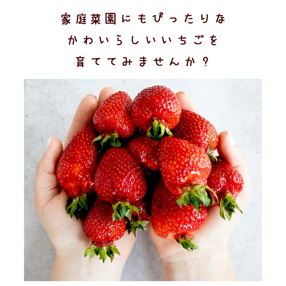 すずなり大実いちご2個～【野菜苗 10.5cmポット】