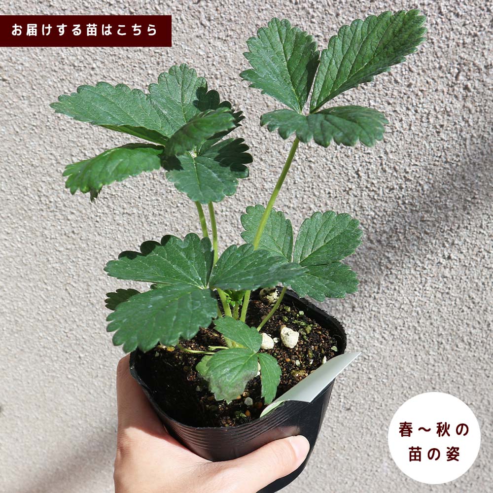 すずなり大実いちご2個～【野菜苗 10.5cmポット】