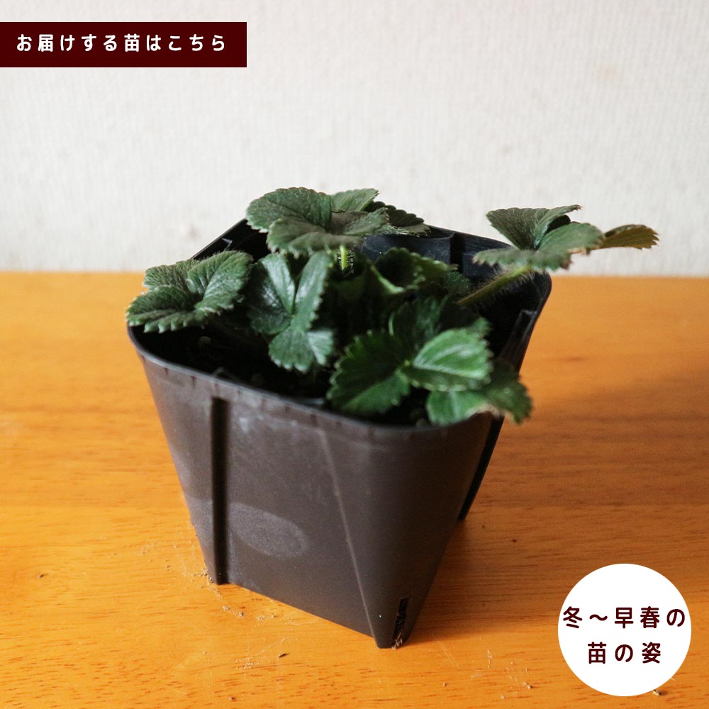 すずなり大実いちご2個～【野菜苗 10.5cmポット】