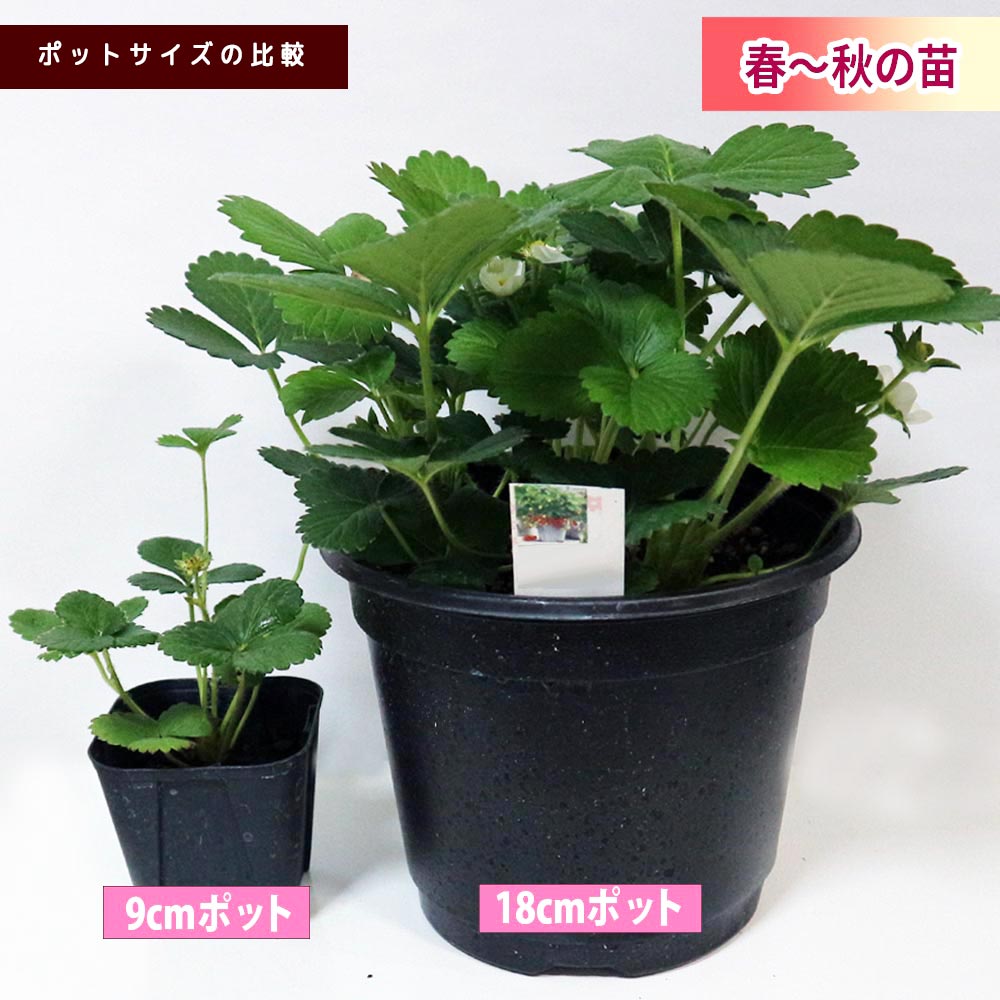 すずなり大実いちご2個～【野菜苗 10.5cmポット】