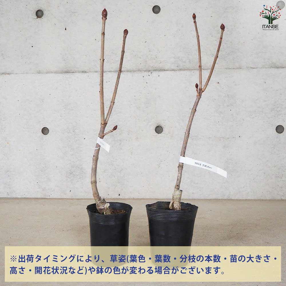 マロニエ ブリオッティ 【花木苗 4号 1年生接木苗】｜ 【植物の