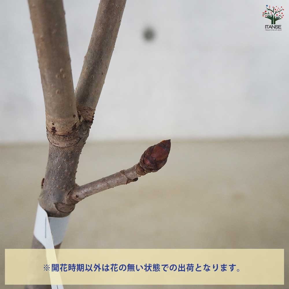 マロニエ ブリオッティ 【花木苗 4号 1年生接木苗】｜ 【植物の