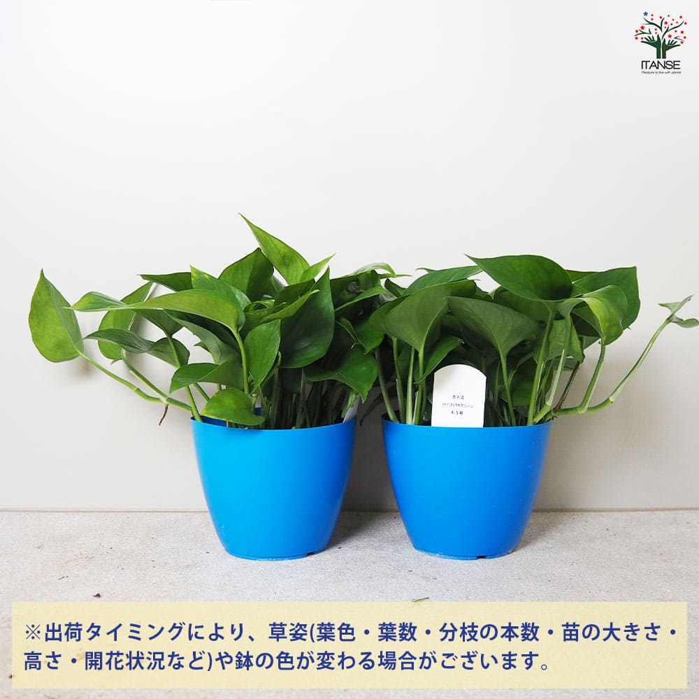 ポトス パーフェクトグリーン 【観葉植物 4.5号鉢／1個売り】｜ 【植物
