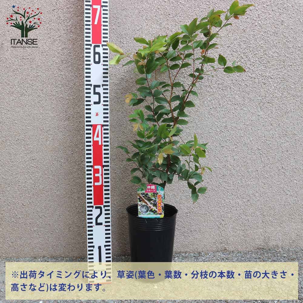 ジャボチカバの苗木【果樹の苗木 4～5号／1個売り】