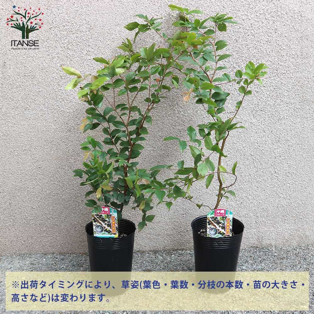 ジャボチカバの苗木【果樹の苗木 4～5号／1個売り】｜ 【植物の