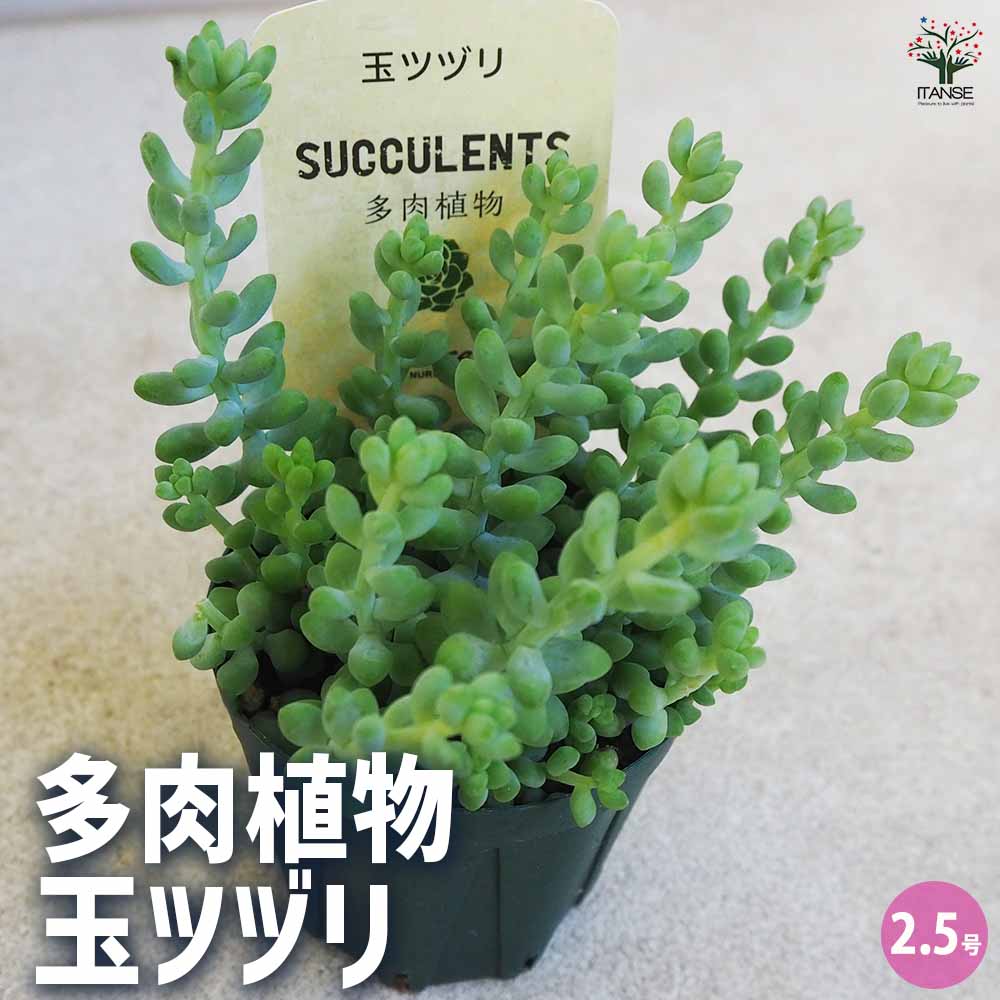 多肉植物 玉ツヅリ 【多肉植物 2.5号鉢／1個売り】｜ 【植物の