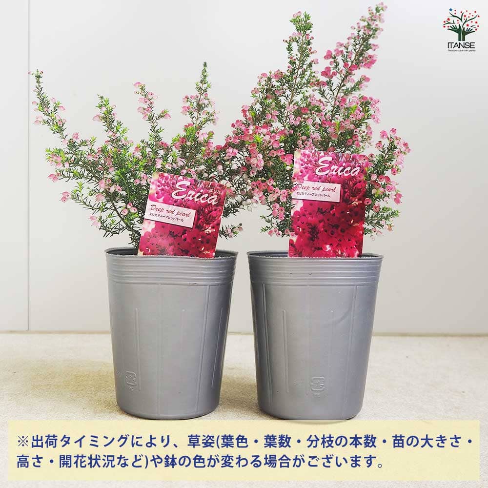 エリカ ディープレッドパール 【花木苗 3号】｜ 【植物のITANSE