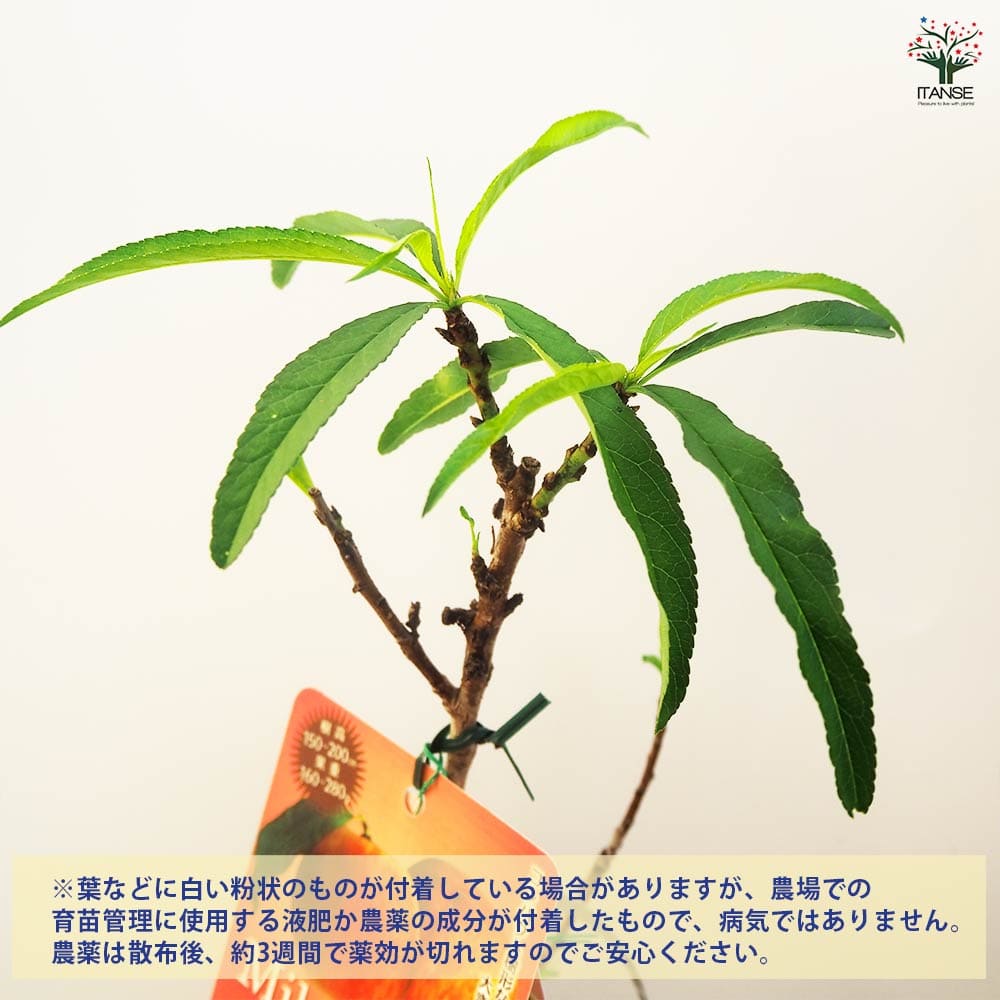 矮性桃 みきドワーフ 【果樹の苗木 5号／1個売り】｜ 【植物の