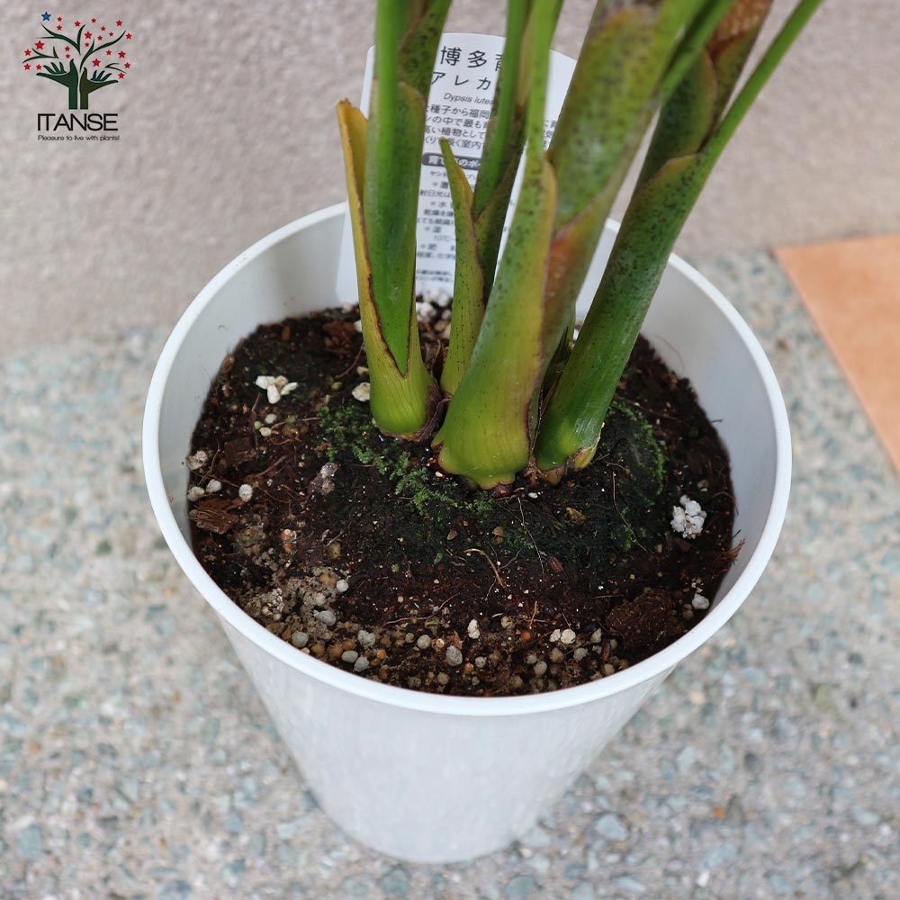 観葉植物 アレカヤシ【観葉植物 6号プラスチック鉢／1個売り