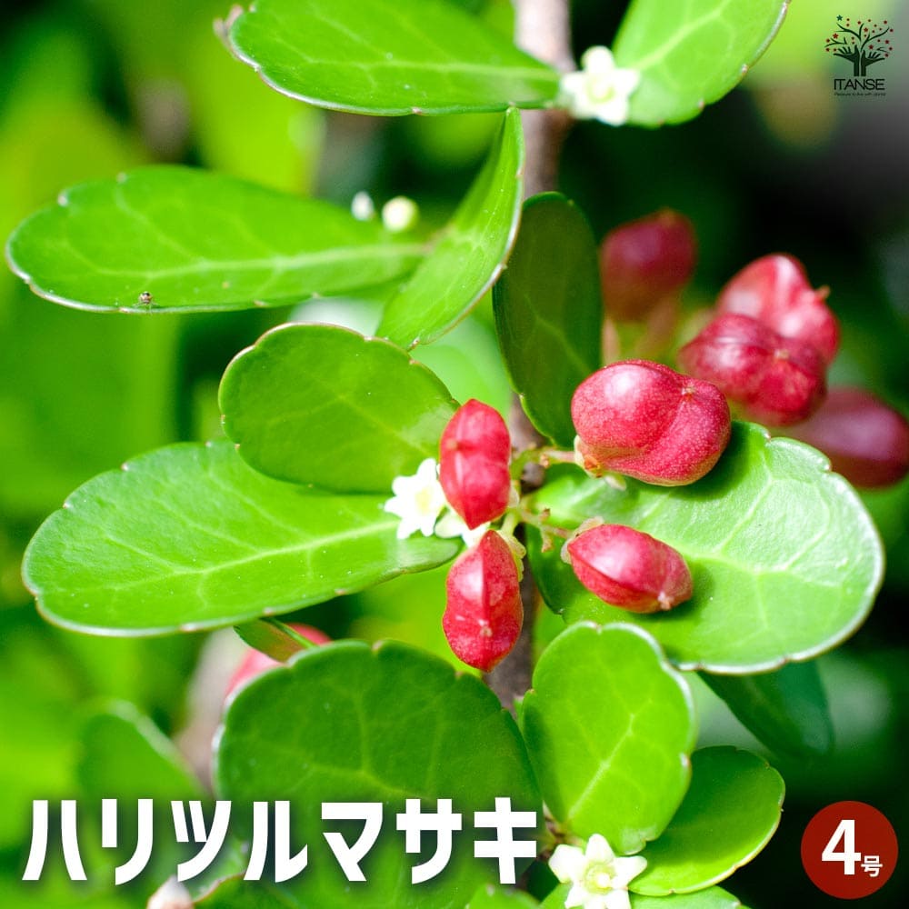 ハリツルマサキ 1200px-