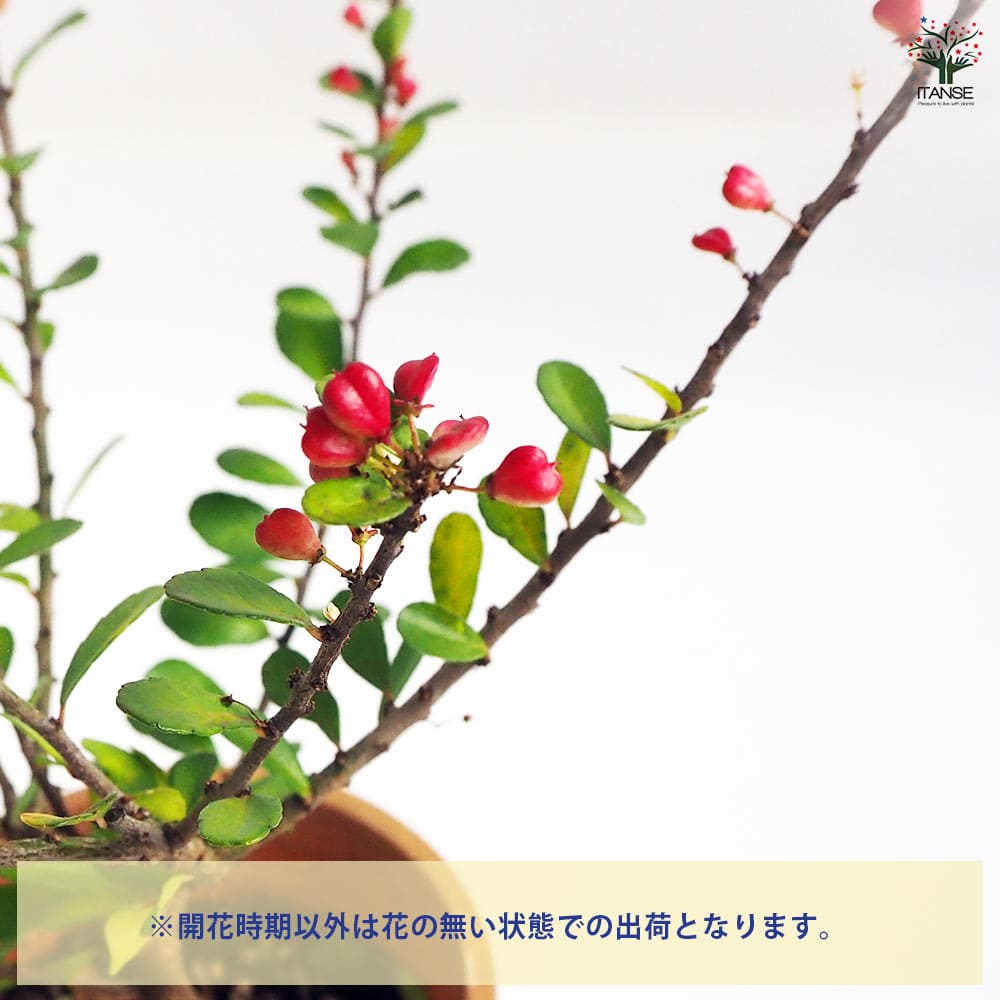 ハリツルマサキ 【花木苗 4号鉢】｜ 【植物のITANSE】全品
