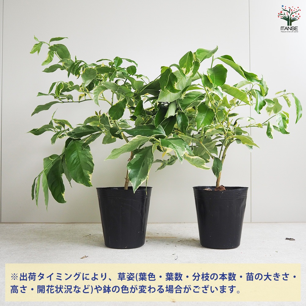 レモンの苗木 ピンクレモネード【果樹苗／4～5号鉢 挿し木苗／1個売り