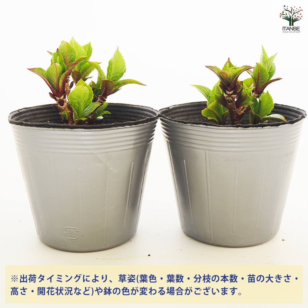 楽天市場】アジサイ 3．5号の通販