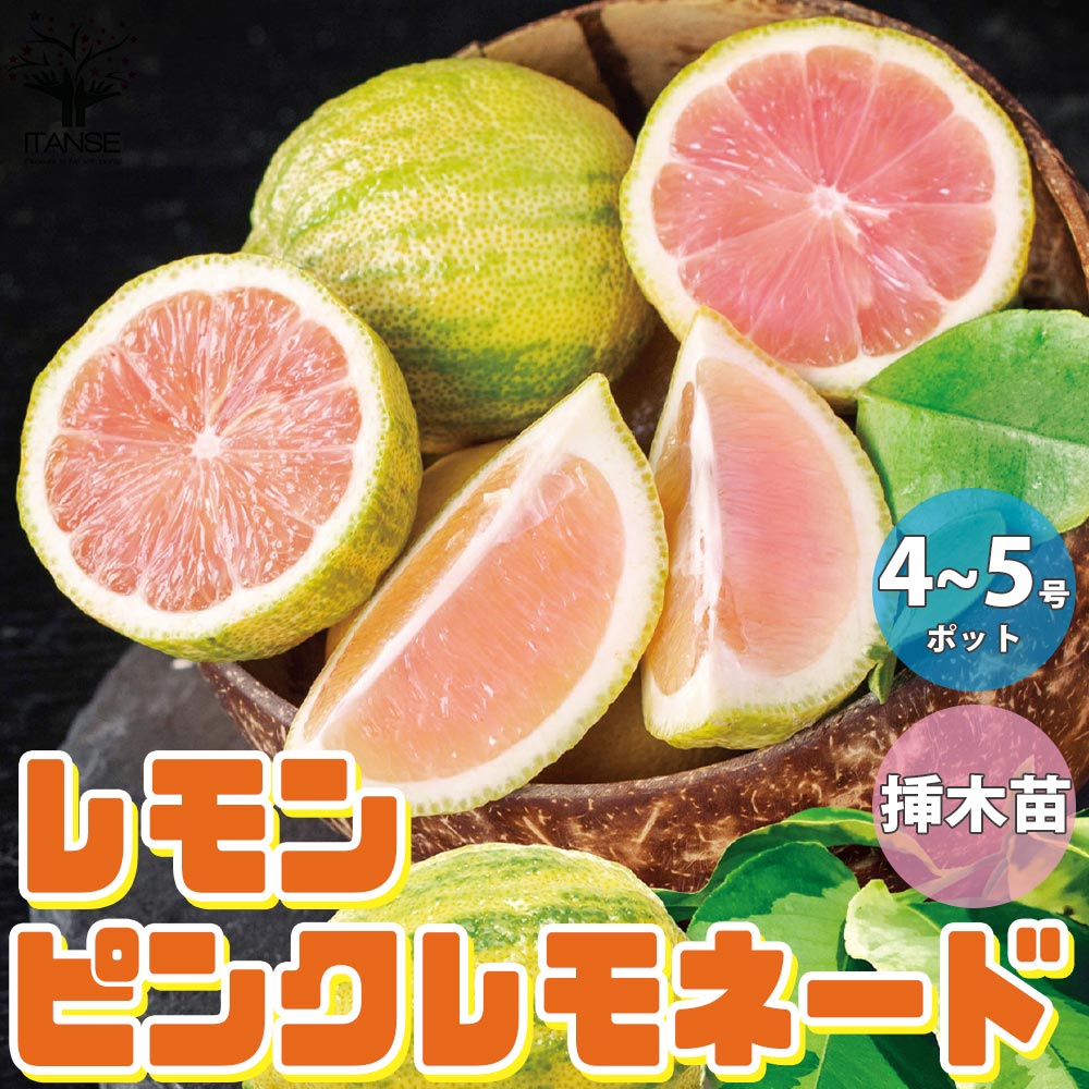 レモンの苗木 ピンクレモネード【果樹の苗木 4～5号鉢 挿し木／1個売り