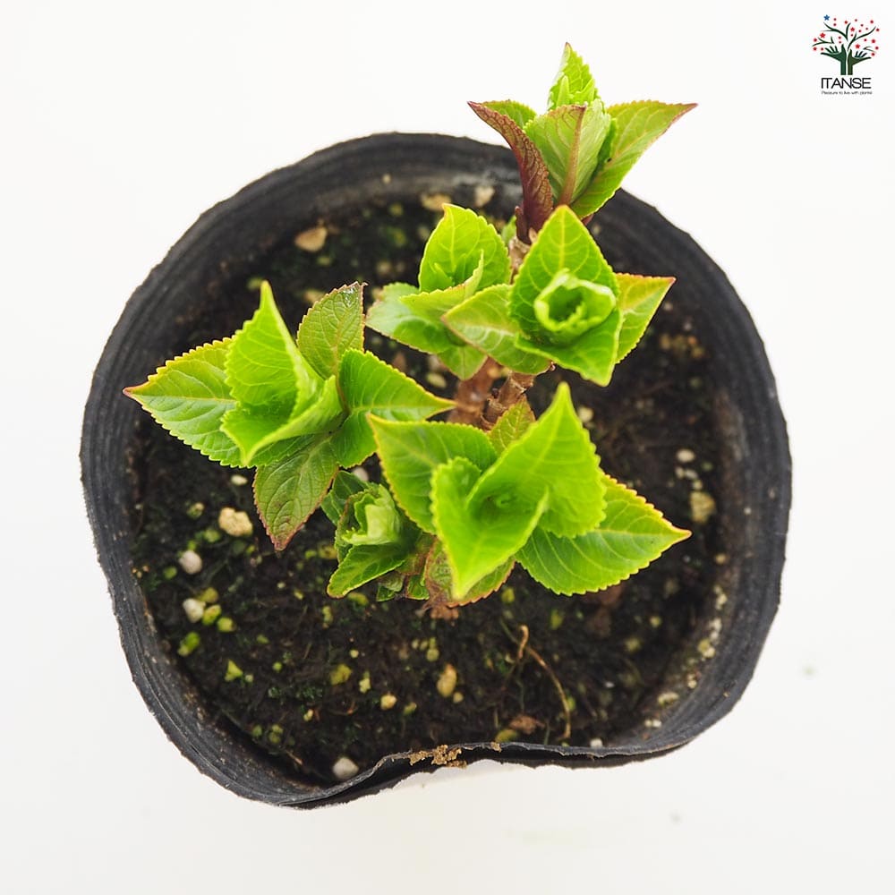 アジサイ ピンクサンセット 【花木苗 3.5号】｜ 【植物の