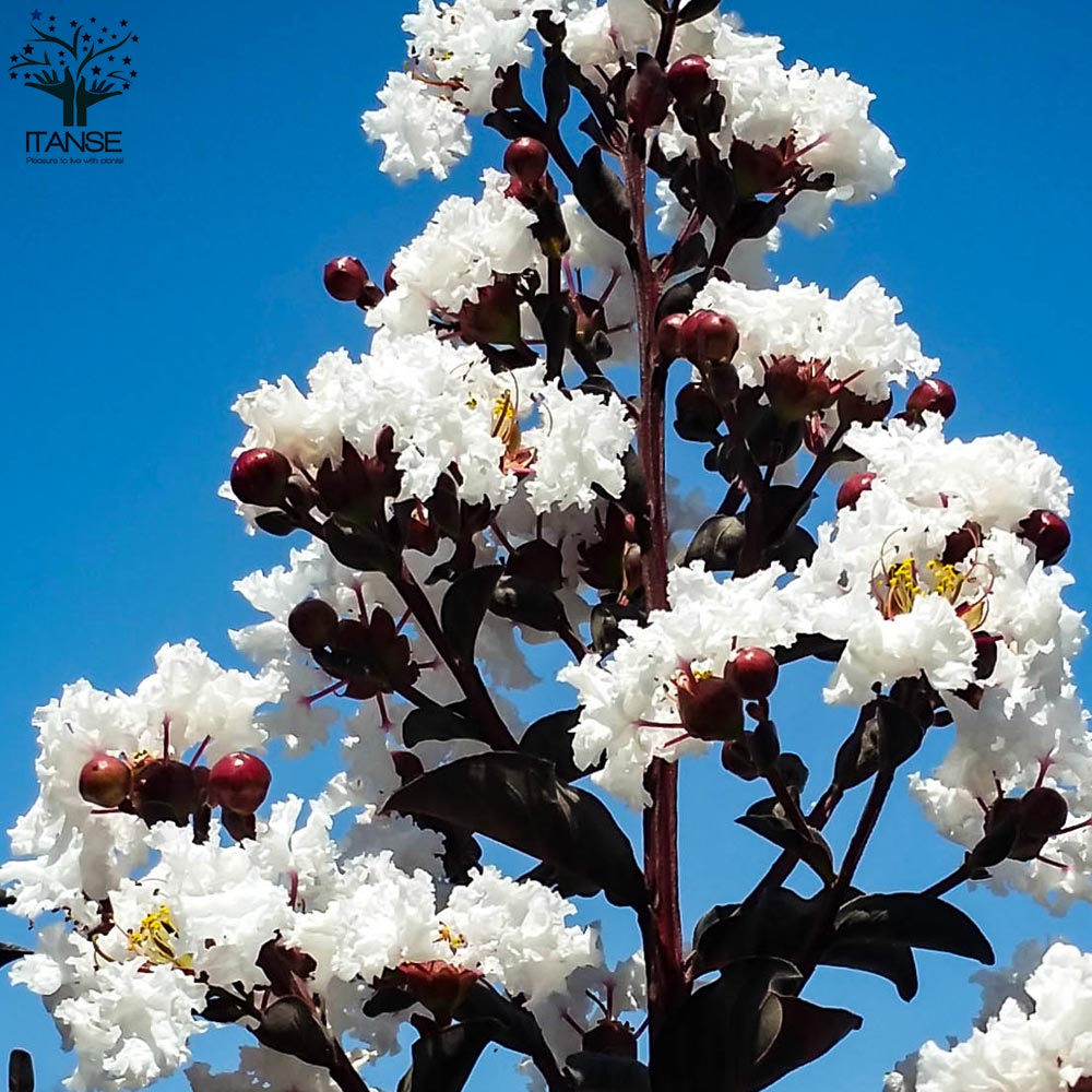 Itanse良品ｾﾚｸﾄ通販