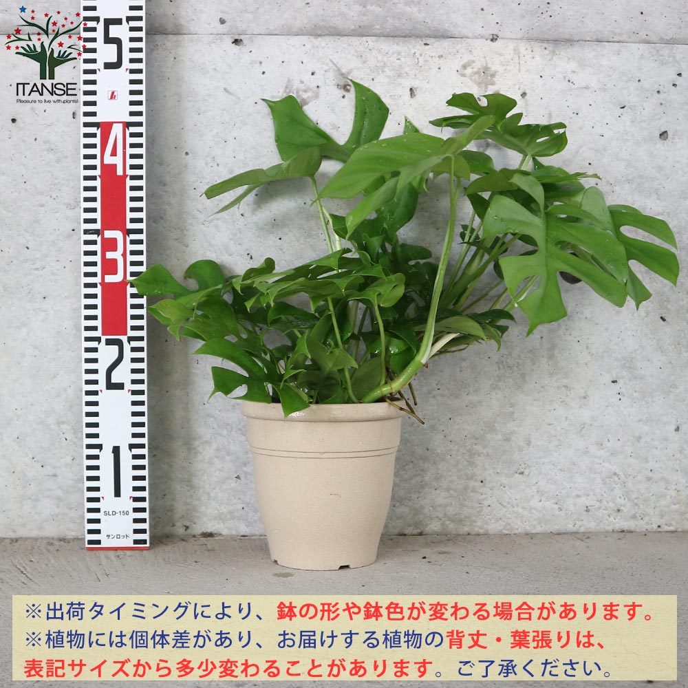 ヒメモンステラ (姫モンステラ)【観葉植物 5号鉢／1個売り】