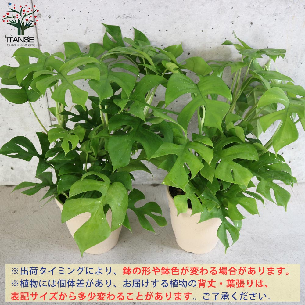 ヒメモンステラ (姫モンステラ)【観葉植物 5号鉢／1個売り】