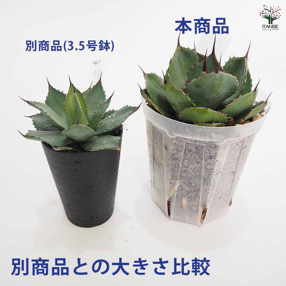 アガベ パリー 【多肉植物 5号／1個売り】｜ 【植物のITANSE