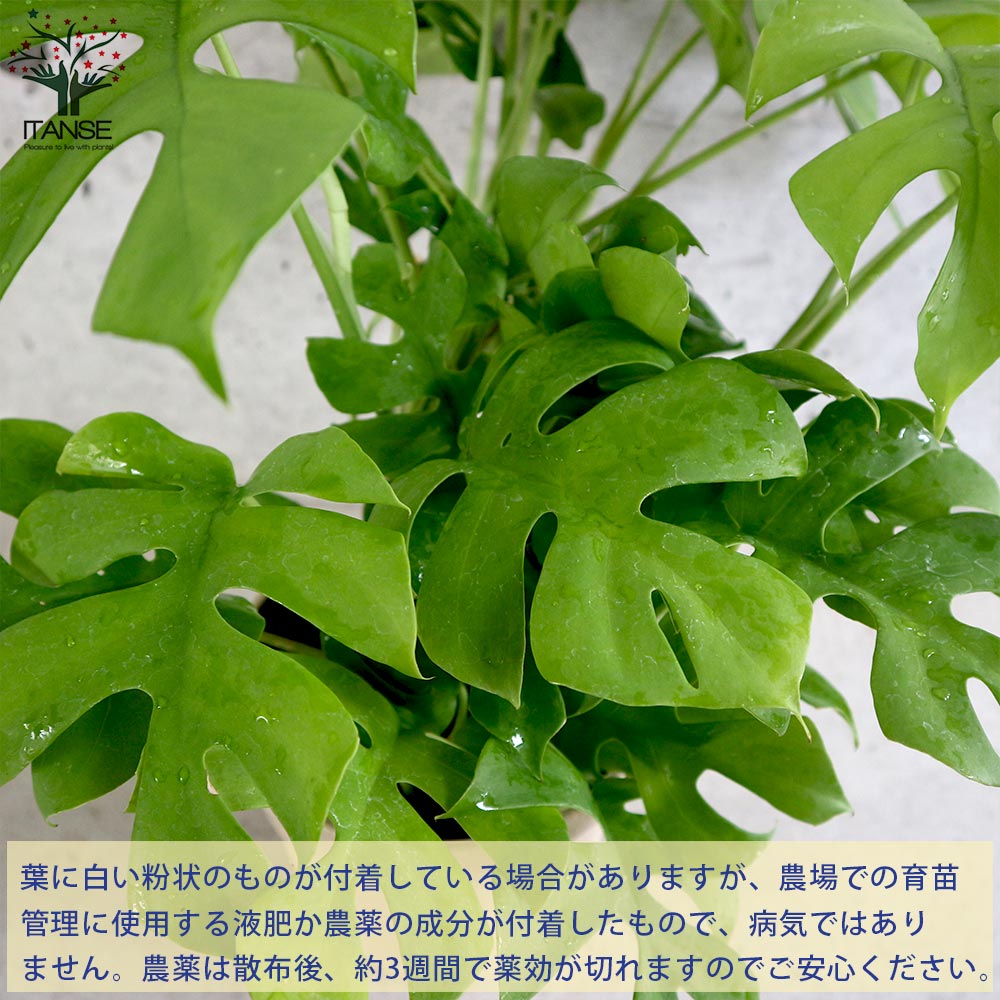 ヒメモンステラ (姫モンステラ)【観葉植物 5号鉢／1個売り】