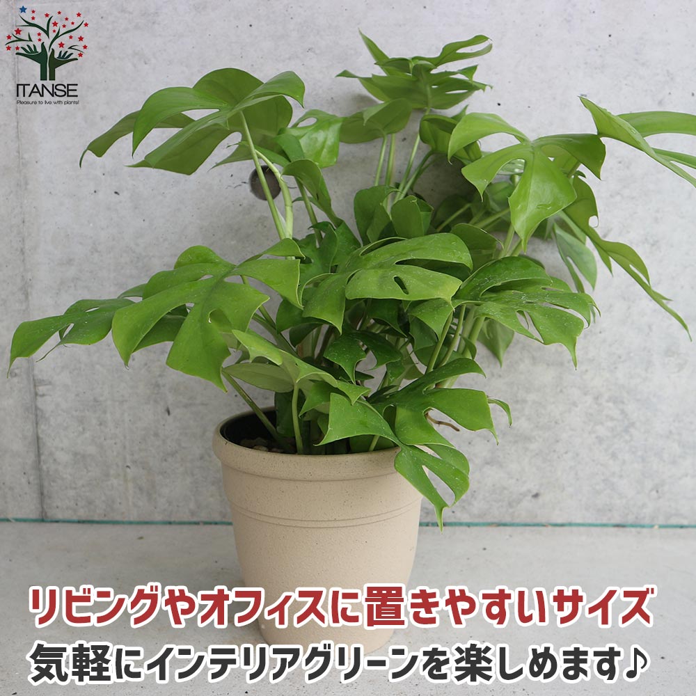 ヒメモンステラ (姫モンステラ)【観葉植物 5号鉢／1個売り】