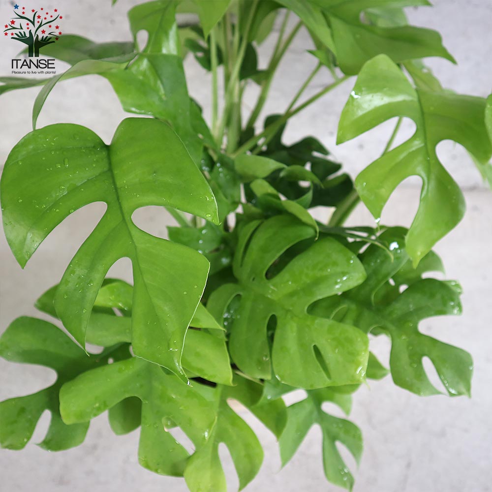 ヒメモンステラ (姫モンステラ)【観葉植物 5号鉢／1個売り】