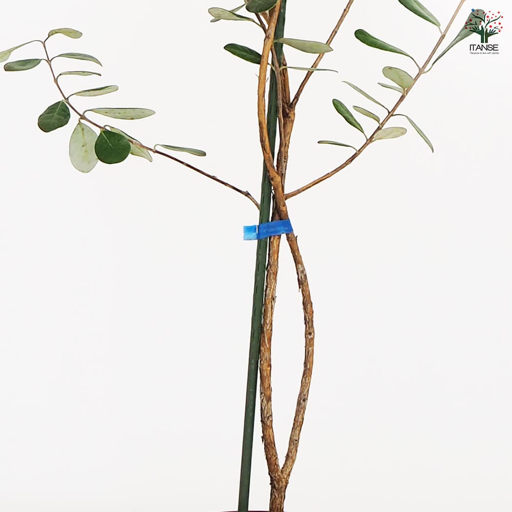 フェイジョア クーリッジ 【果樹の苗木 6号／1個売り】｜ 【植物の