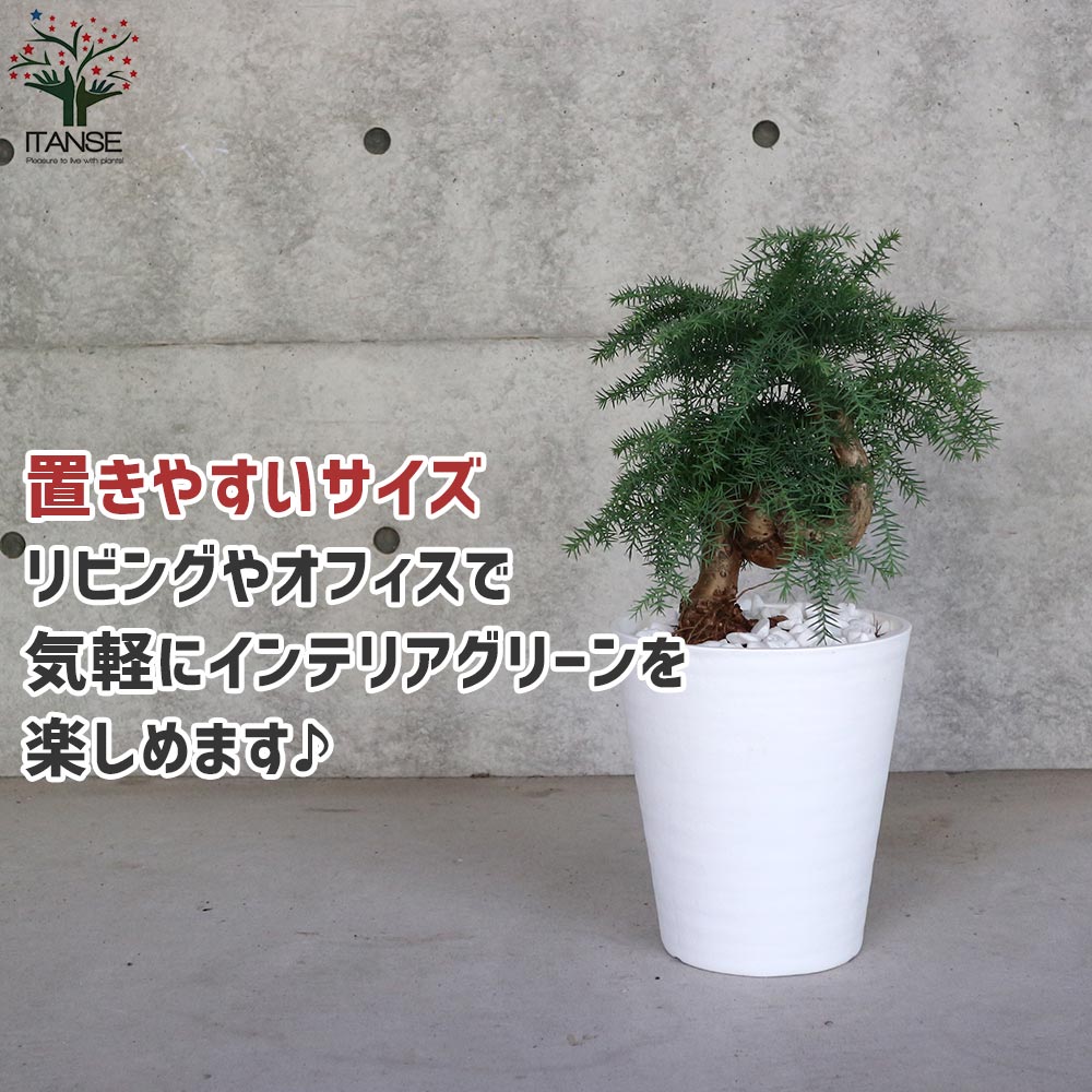 アロカリア 盆栽古木風 そのまま飾れる白プラ鉢仕立て【観葉植物 8号鉢