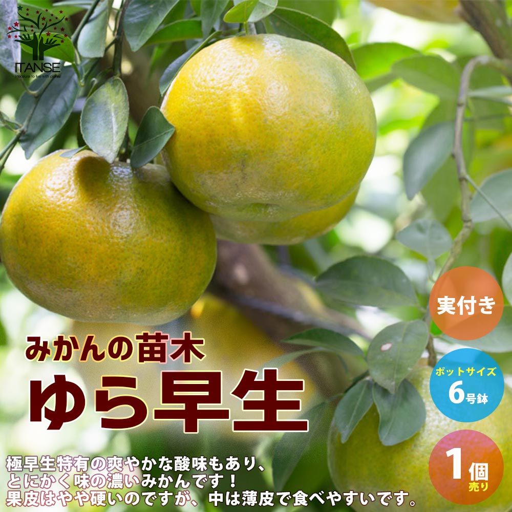 みかんの苗木 ゆら早生 【果樹の苗木 6号ポット大苗 接木苗/1個売り】