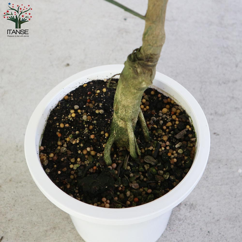 みかんの苗木 ゆら早生 【果樹の苗木 6号ポット大苗 接木苗/1個売り】