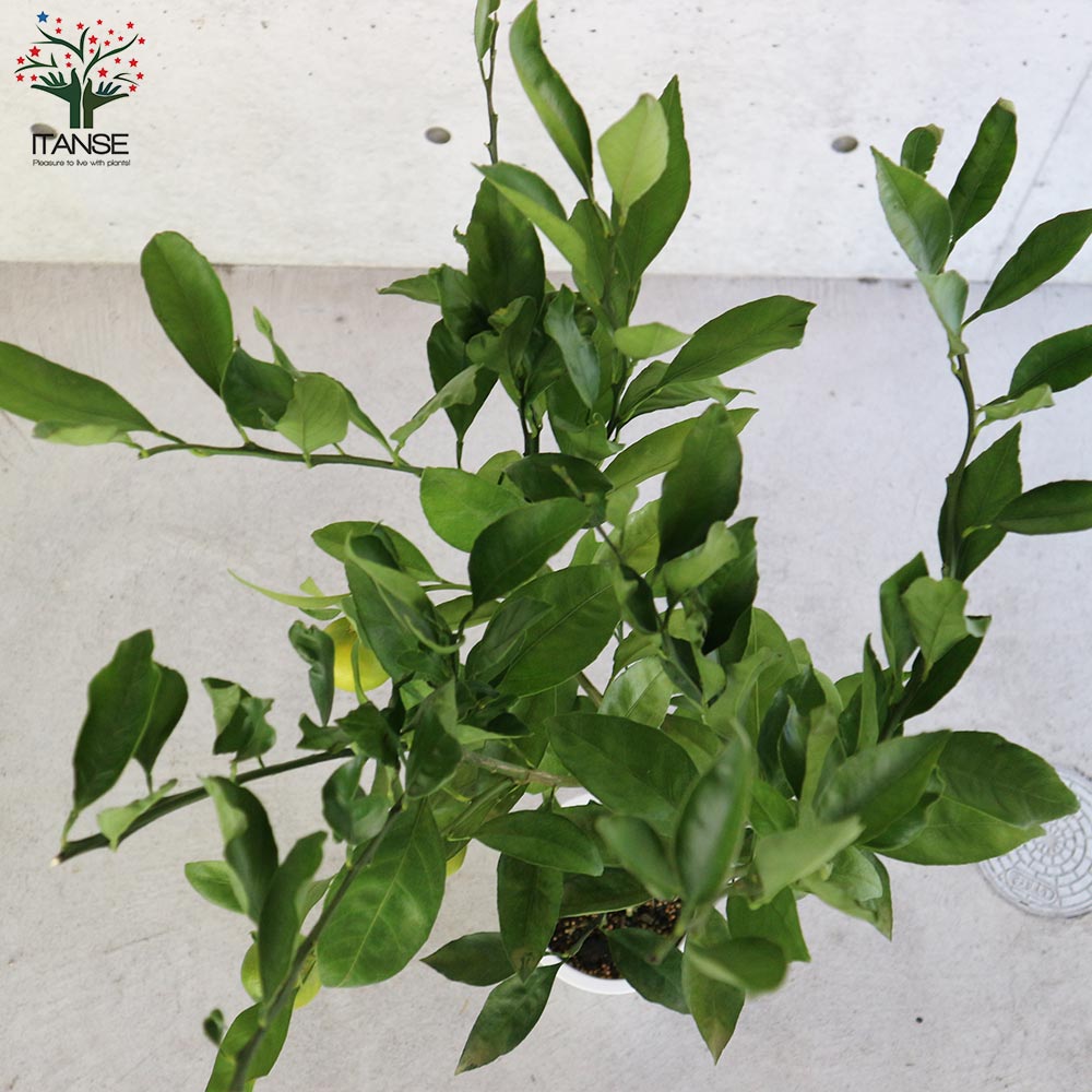 みかんの苗木 ゆら早生 【果樹の苗木 6号ポット大苗 接木苗/1個売り】