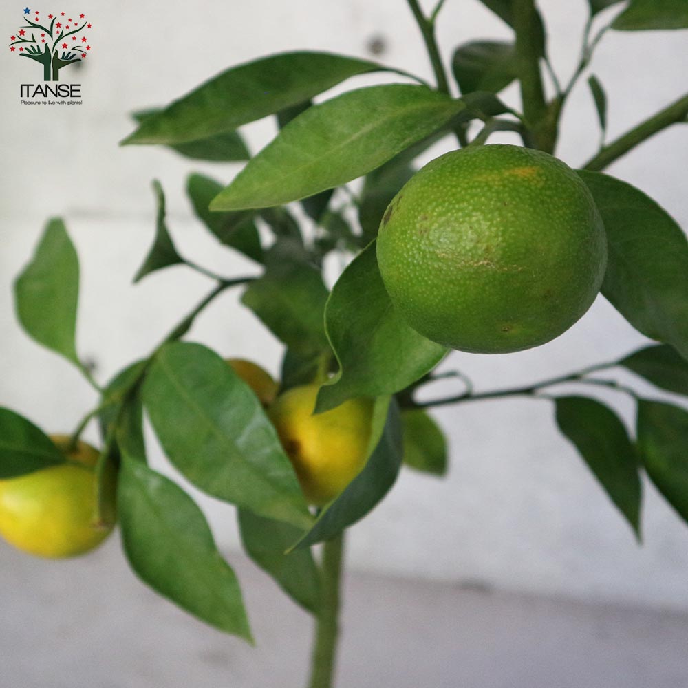 みかんの苗木 ゆら早生 【果樹の苗木 6号ポット大苗 接木苗/1個売り】