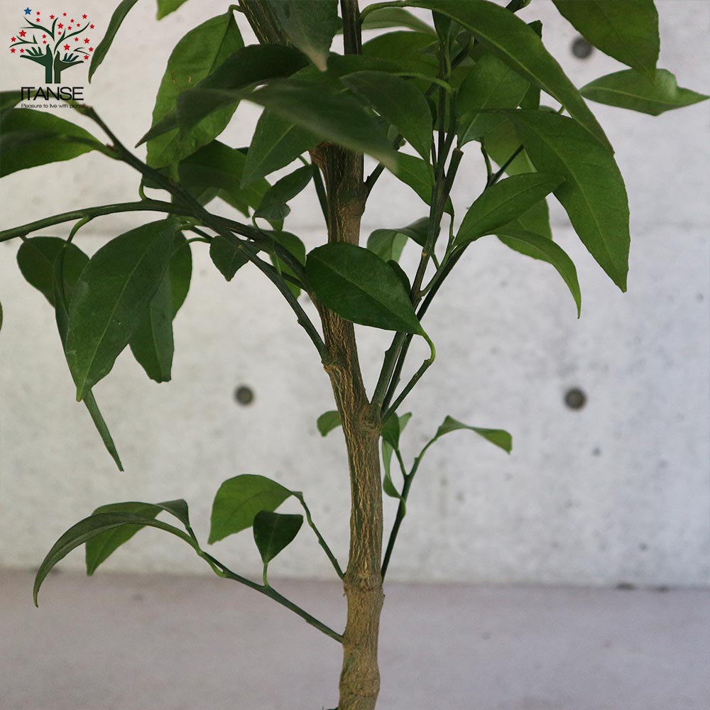 みかんの苗木 ゆら早生 【果樹の苗木 6号ポット大苗 接木苗/1個売り】