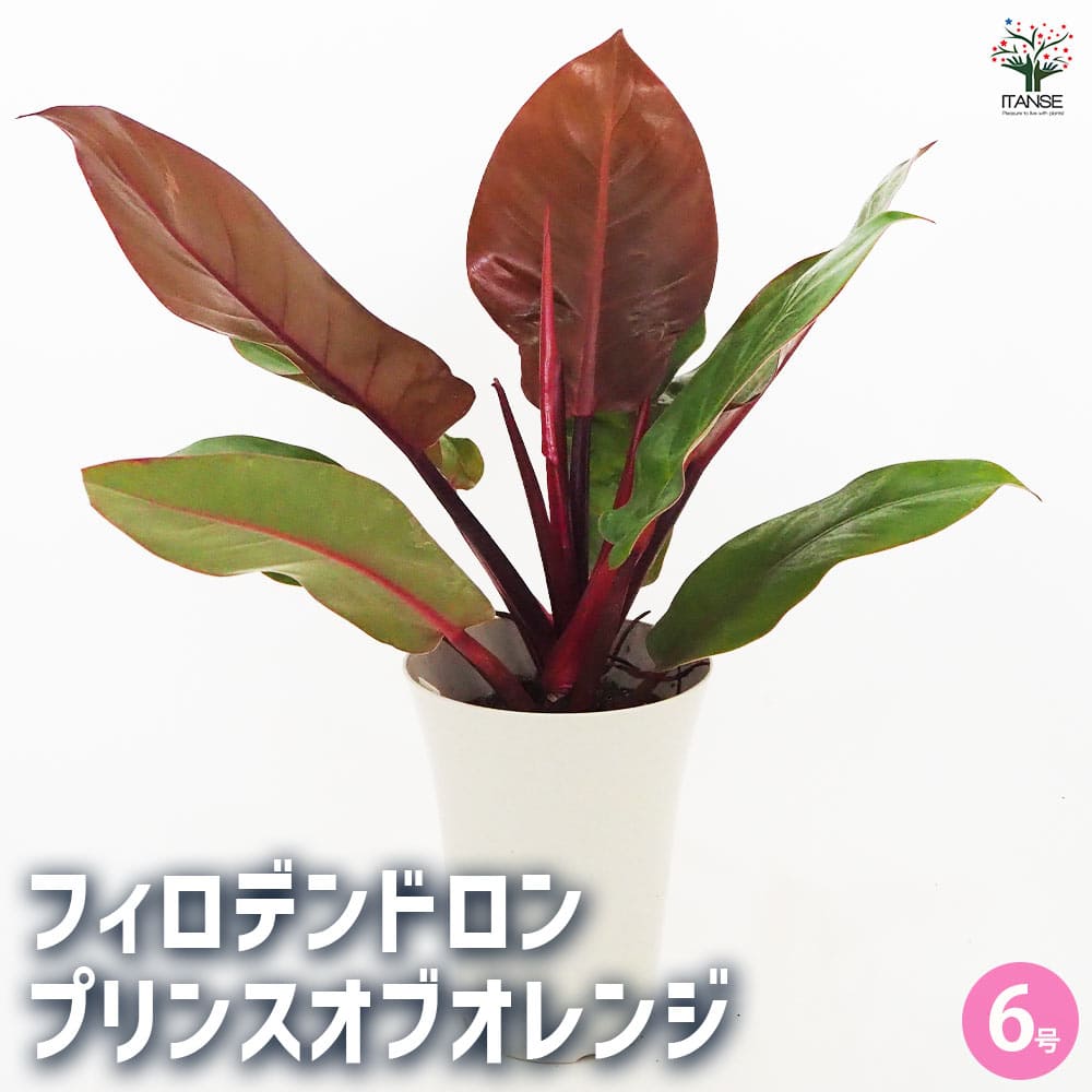 フィロデンドロン プリンスオブオレンジ 【観葉植物 6号／1個売り】