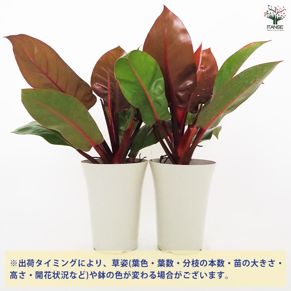 フィロデンドロン プリンスオブオレンジ 【観葉植物 6号／1個売り】